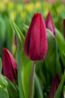 Tulip Triumph Strong Love